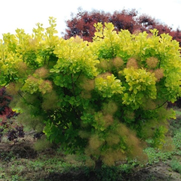 Scumpie galbena (Cotinus cogg. Golden Spirit), arbust ornamental, flori crem, frunzis galben - Img 2
