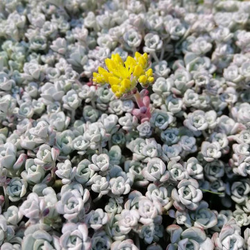 Sedum spathulifolium Cape Blanco, planta ornamentala - Img 3