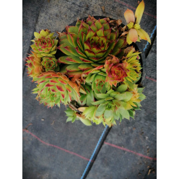 Sempervivum hybridum Mix - ghiveci 2l, planta acoperitoare de sol