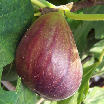 Smochin (Ficus carica Brown turkey), arbust fructifer - Img 2