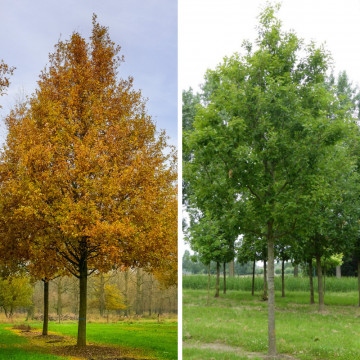 Stejar (Quercus robur), arbore ornamental - Img 2