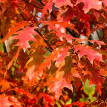 Stejar rosu (Quercus rubra) 60-90 cm - Img 3