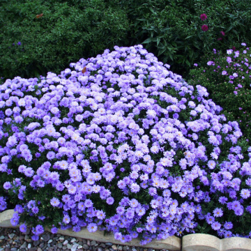 Stelute de toamna (Aster lady in blue) - Img 2