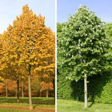 Tei argintiu (Tilia tomentosa) 120-150 cm - Img 2