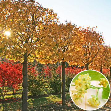 Tei cu frunza mare (Tilia plathyphyllos), arbore ornamental, planta melifera, planta aromatica