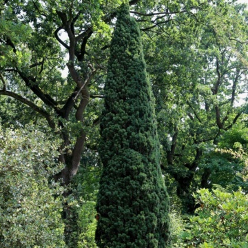 Tisa columnara (Taxus bac. Fastigiata Robusta), planta gard viu, vesnic verde