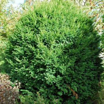 Tisa (Taxus bacata), planta gard viu, vesnic verde - Img 4