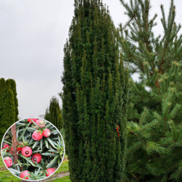 Tisa (Taxus baccata Fastigiata), planta gard viu, vesnic verde
