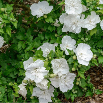 Trandafir chinezesc alb batut (Hibiscus syriacus White Chiffon), planta gard viu, arbust ornamental, flori alb - Img 2