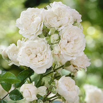Trandafir pitic alb (Rosa White Fairy), planta ornamentala, flori alb