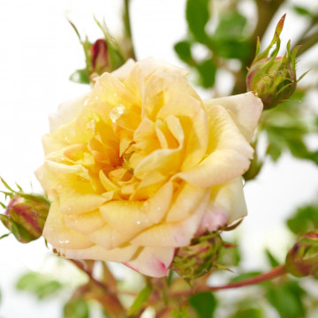 Trandafir pitic galben (Rosa Yellow Fairy), planta perena, flori galbene