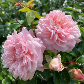 Trandafir (Rosa Paul Noel), arbust ornamental, planta parfumata, flori roz