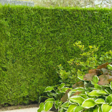 Tuia brabant (Thuja occ. Brabant) 40-50 cm, planta gard viu, vesnic verde