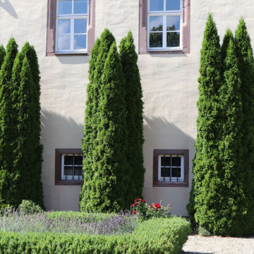 Tuia columnara ( Thuja columna), planta gard viu, vesnic verde