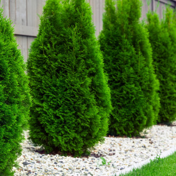 Tuia piramidala (Thuja occ. Pyramidalis Compacta) 100-120 cm, planta gard viu, vesnic verde - Img 1