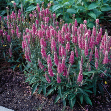 Veronica roz (Veronica spi. Rose zwerg), planta perena, flori roz - Img 4