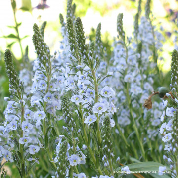 Veronica (Veronica gentianoides) ghiveci 1 l - Img 2
