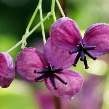 Vita de ciocolata (Akebia quinata), planta cataratoare, flori mov