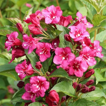 Weigela rosie (Weigela florida Bristol Ruby) 30-50 cm - Img 1