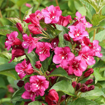 Weigela rosie (Weigela florida Bristol Ruby), planta gard viu, planta ornamentala, flori roz