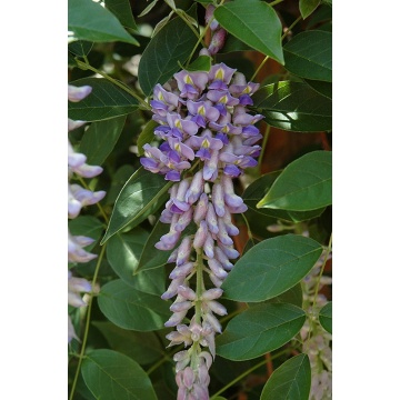 Wisteria flor. 'Cascade', planta cataratoare, flori roz - Img 2