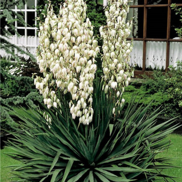 Yucca (Yucca filamentosa), vesnic verde, planta perena - Img 3