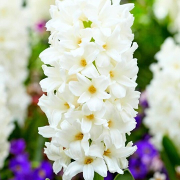 Zambile albe (Hyacinthus Carnegie), bulbi zambile, flori alb