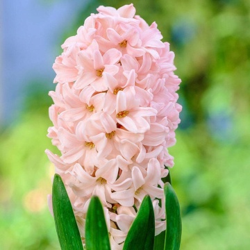 Zambile Apricot Passion (Hyacinthus Apricot Passion), bulbi zambile, flori alb