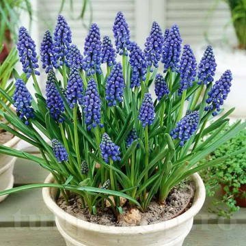 Zambile moțate (Muscari Armeniacum), bulbi zambile, flori albastru - Img 3