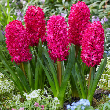Zambile roșii (Hyacinthus Jan Bos), bulbi zambile, flori rosu - Img 3