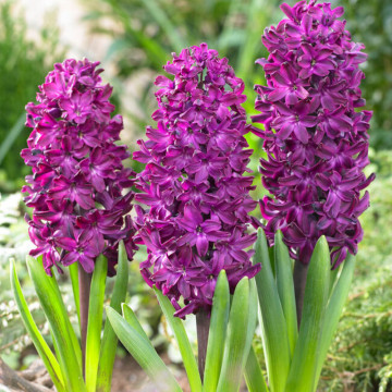 Zambile violet (Hyacinthus Woodstock), bulbi zambile, flori mov - Img 2