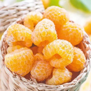 Zmeur galben (Rubus idaeus Golden Bliss), arbust fructifer