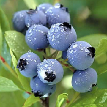 Afin de cultura (Vaccinium cor. Duke), planta fructifera - Img 2
