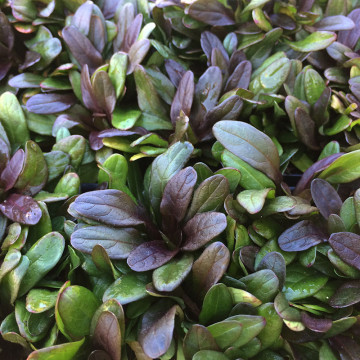 Ajuga reptans Chocolate chips ghiveci 2 l, vesnic verde, planta acoperitoare de sol, flori mov - Img 2