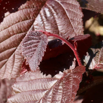 Alun rosu (Corylus maxima Purpurea), planta gard viu, planta fructifera, frunzis rosu - Img 4