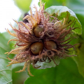 Alun turcesc (Corylus colurna) 40-60 cm - Img 1