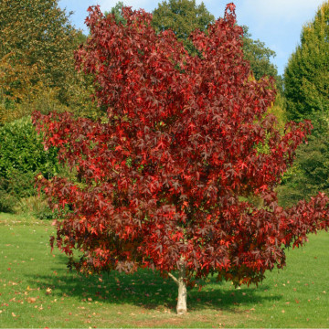 Arborele crocodil (Liquidambar styraciflua), arbore ornamental - Img 2