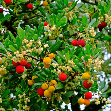 Arborele de capsuni (Arbutus unedo Compacta), arbust fructifer