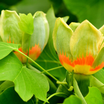 Arborele de lalea (Liriodendron tulipifera) 120-150 cm rn, arbore ornamental, flori galbene, frunzis verde-rosu