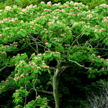 Arborele de matase (Albizia julibrissin) 80-120 cm - Img 3
