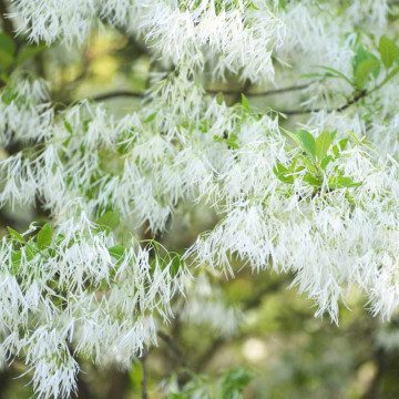 Arborele zapezii (Chionanthus virginicus), arbust ornamental, planta parfumata, flori alb - Img 2