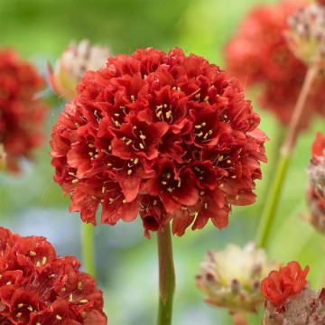 Armeria (Armeria pseudarmeria Ballerina Red), vesnic verde, planta perena, flori rosu