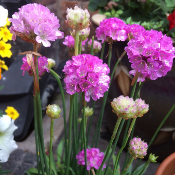 Armeria pseudarmeria Ballerina Purple Rose, vesnic verde, planta perena, flori mov