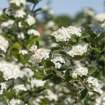 Aronia viking (Aronia prunifolia viking), planta gard viu, arbust fructifer, planta medicinala - Img 3