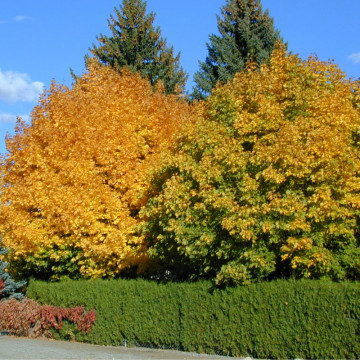 Artar (Acer platanoides) 100-120 cm, arbore ornamental, perdea forestiera - Img 2