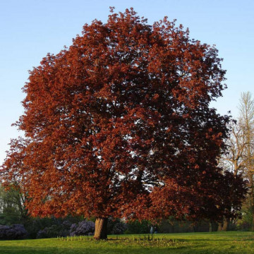 Artar altoit rosu (Acer platanoides royal red), arbore ornamental, frunzis rosu - Img 2
