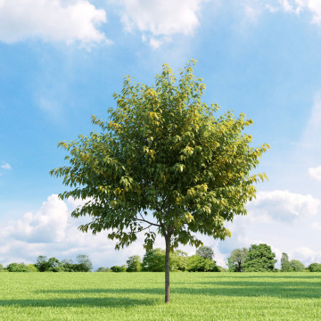 Artar american (Acer negundo), planta gard viu, arbore ornamental - Img 2