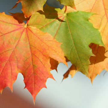 Artar argintiu (Acer saccharinum) 60-90 cm, arbore ornamental - Img 2