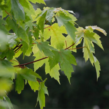 Artar Freeman (Acer freemanii Autumn blaze), planta ornamentala, gradina japoneza - Img 4