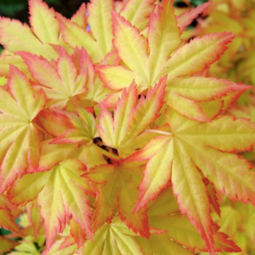 Artar japonez portocaliu (Acer palmatum Orange Dream), arbust ornamental, gradina japoneza, frunzis galben - Img 2